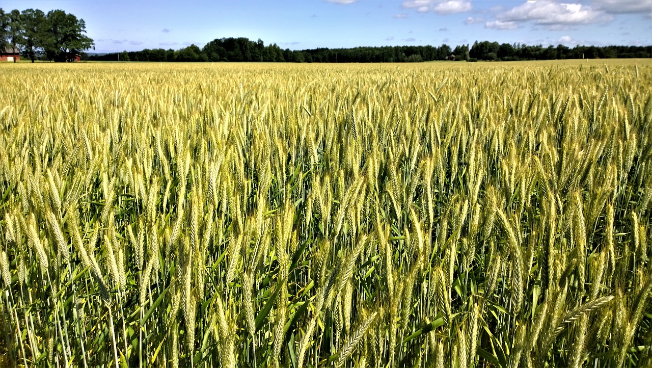 Image - cornfields go countryside