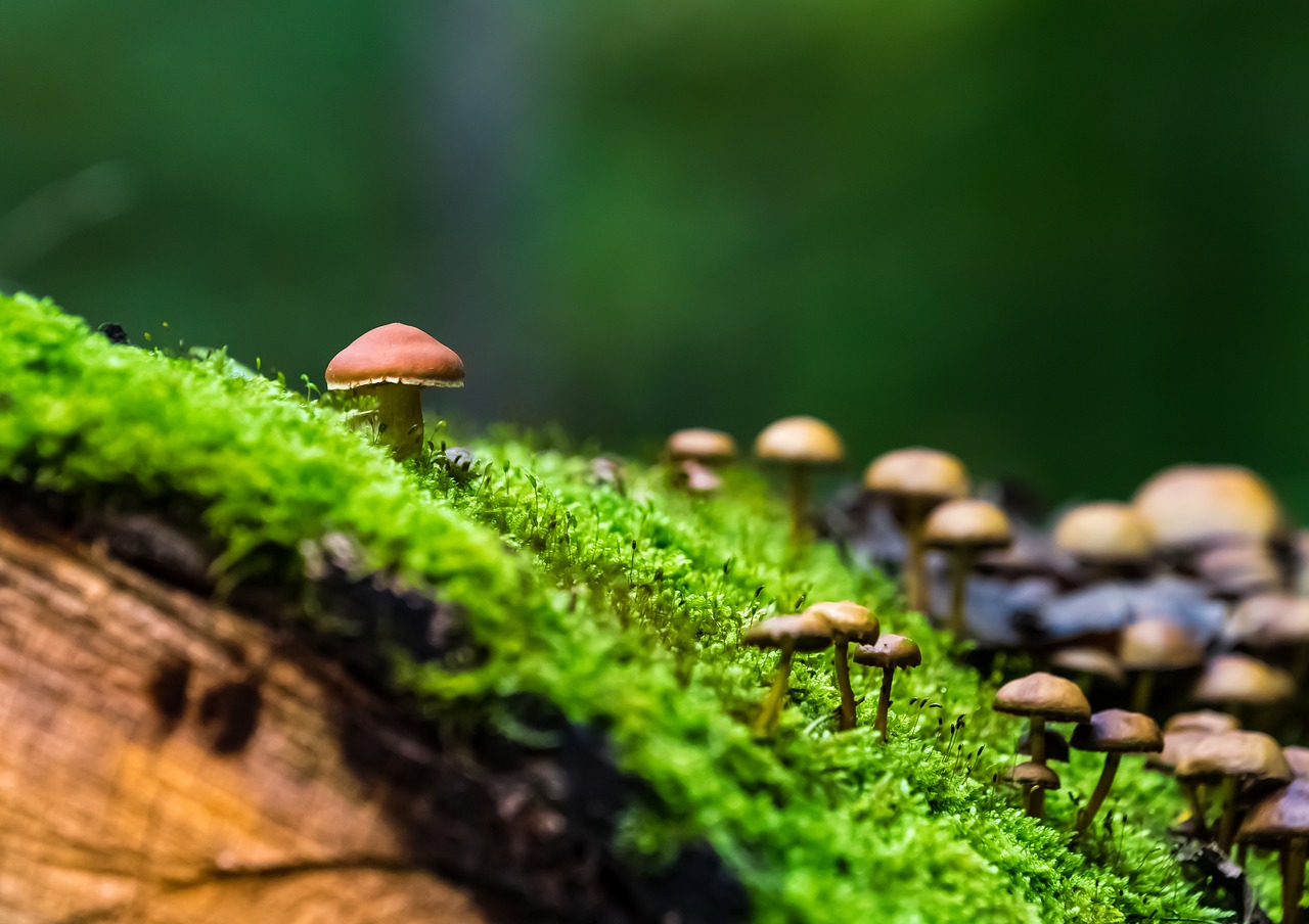 Image - nature forest mushrooms green moss