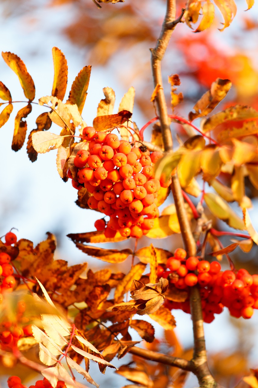 Image - autumn leaves leaf fall foliage