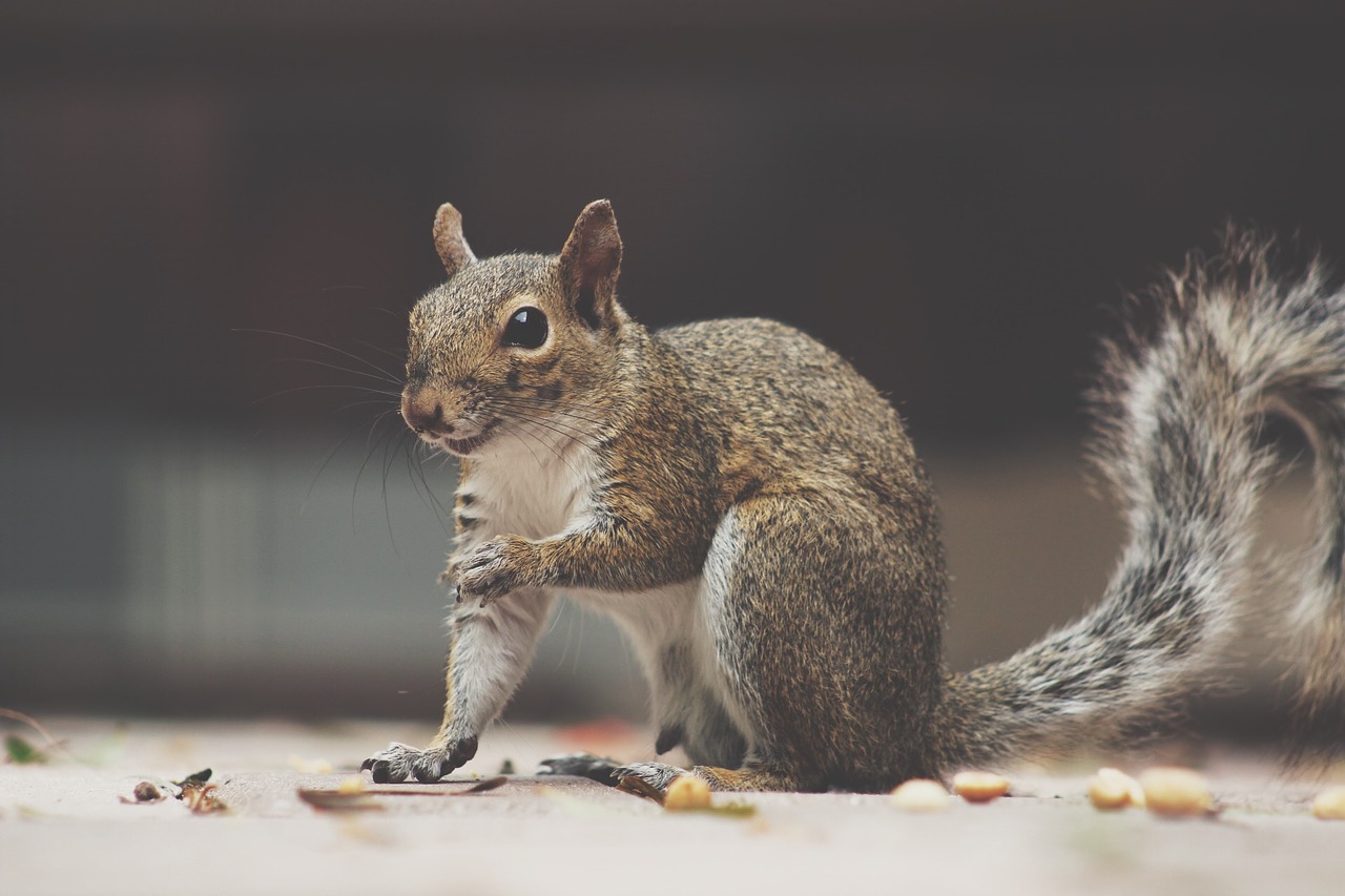 Image - squirrel fluffy animal rodent