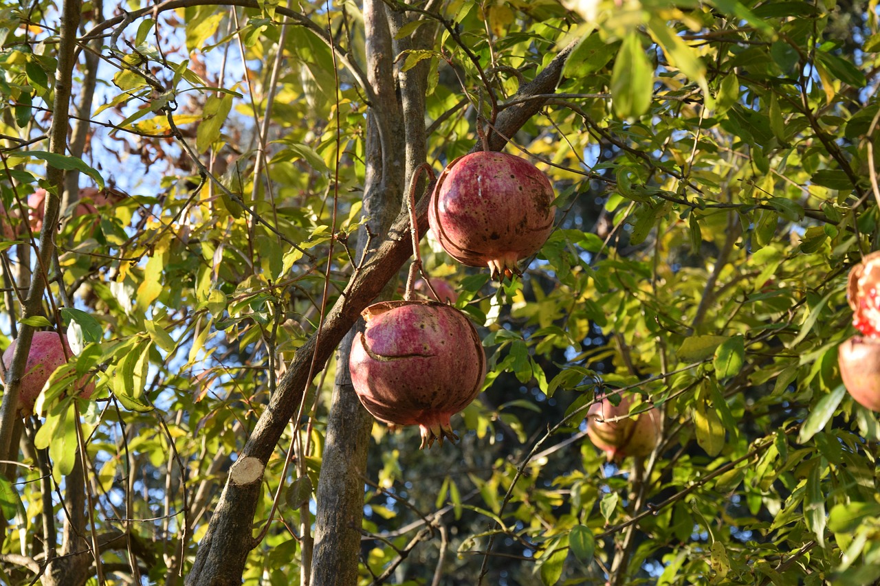 Image - pomegranate autumn fruit