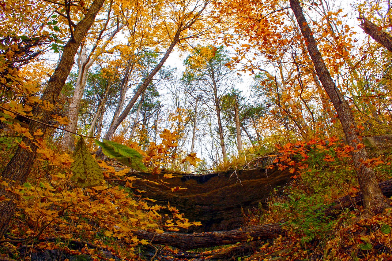 Image - outdoor forest foliage park green