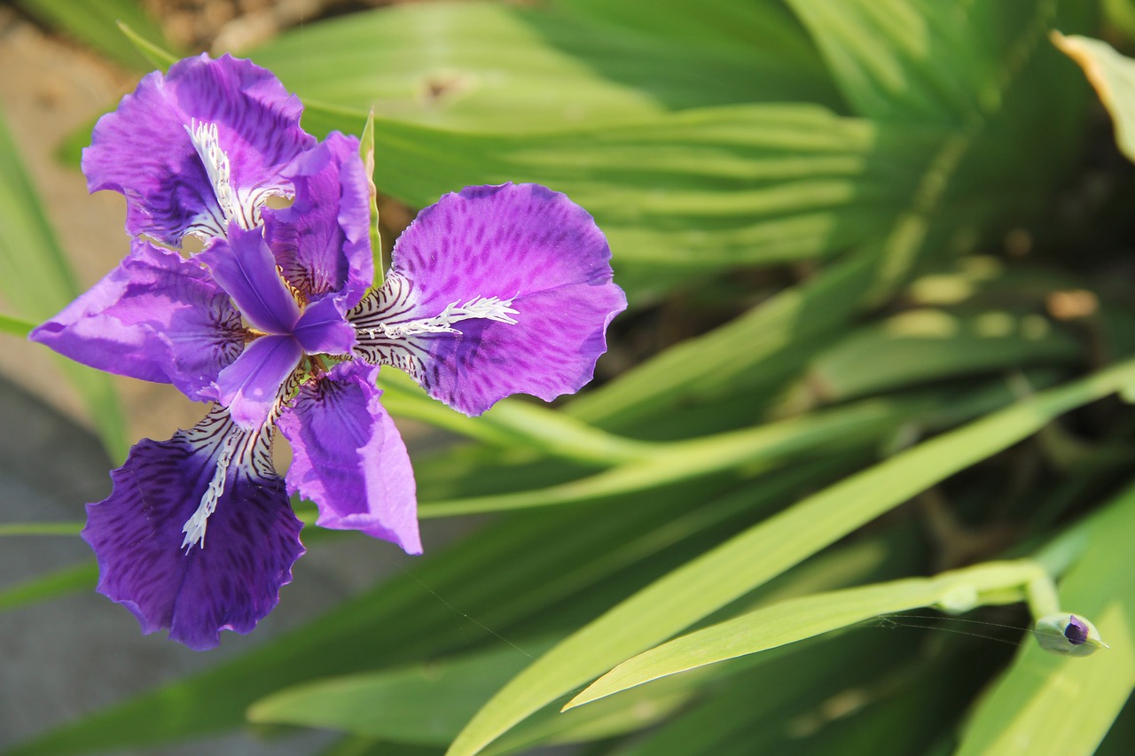 Image - iris purple fleur de lis purple iris