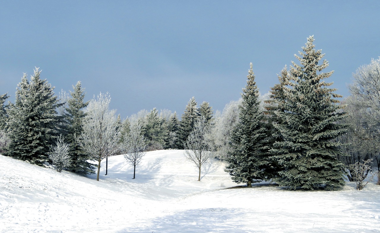 Image - winter evergreen trees fir