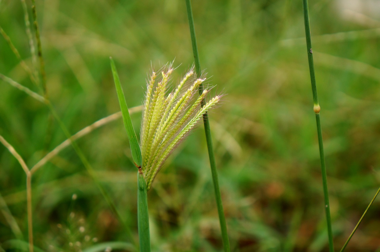 Image - natural cotton grass green