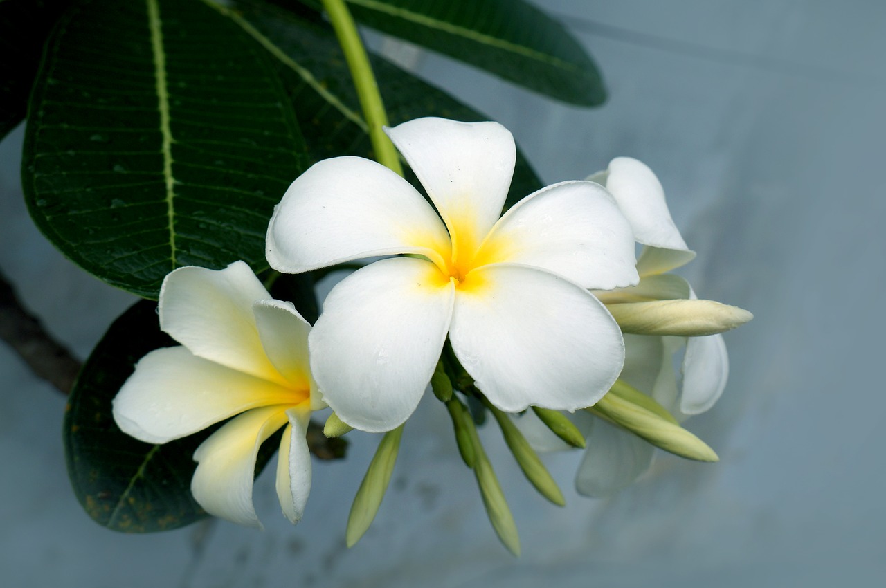 Image - porcelain flowers white natural