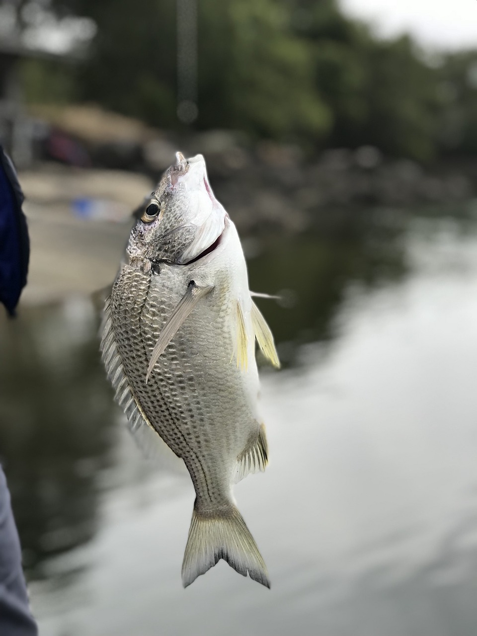 Image - fishing fish brim water river