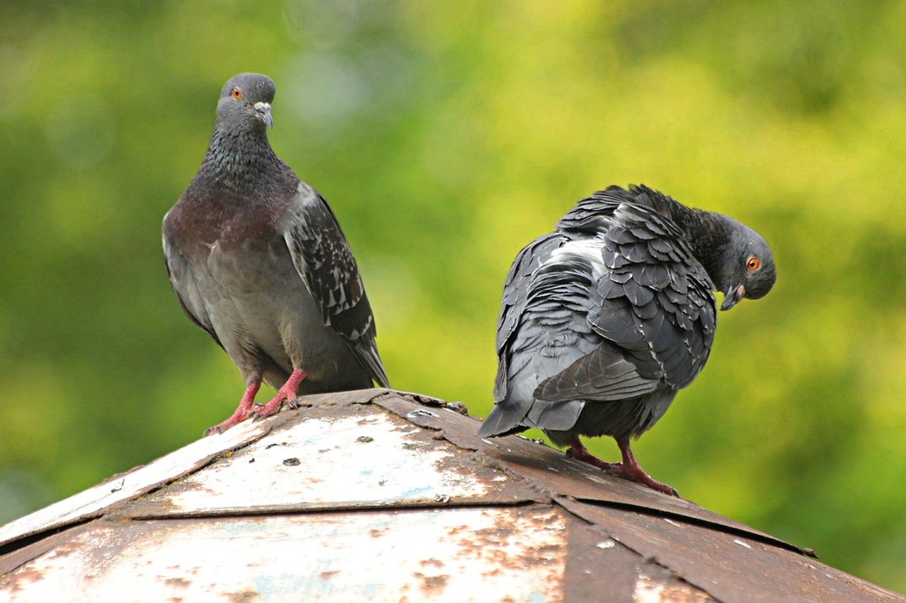 Image - birds pigeons feathered race nature