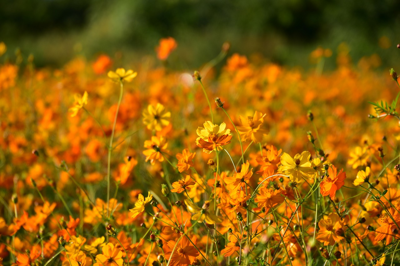 Image - flowers landscape nature war