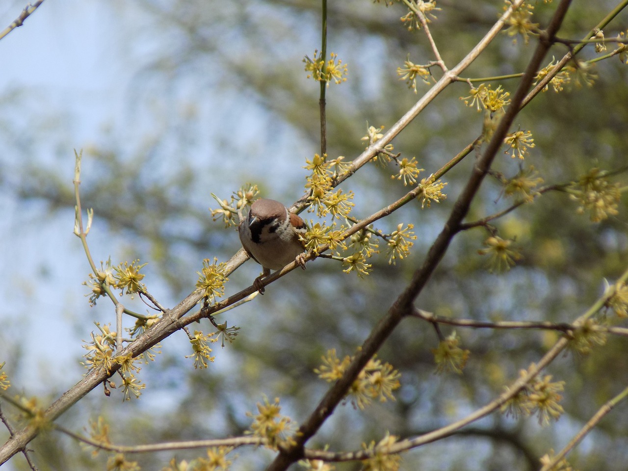 Image - sparrow birdie branch spring