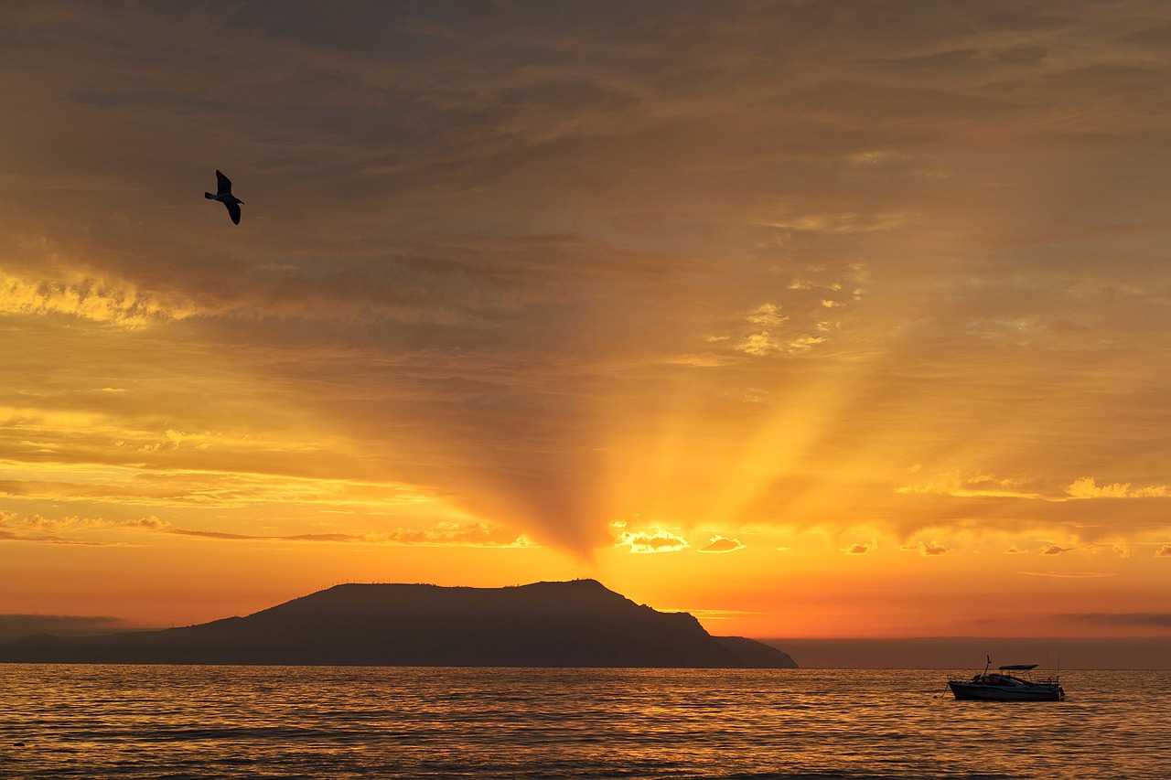 Image - dawn landscape cape sea seagull