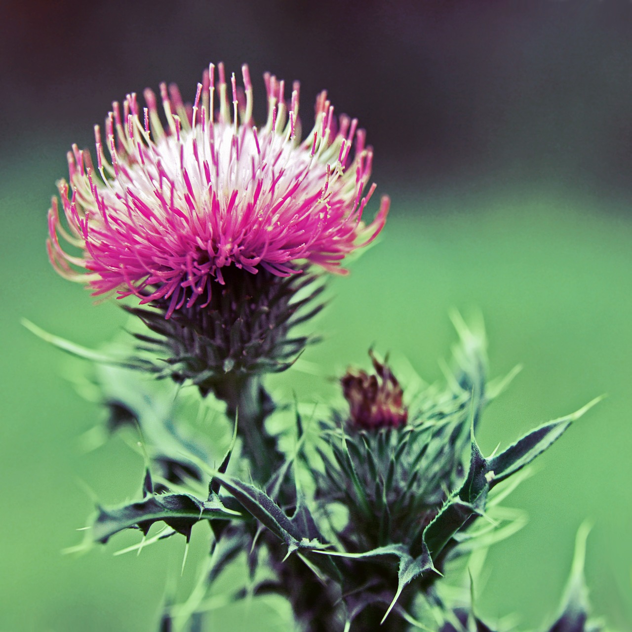 Image - thistle wildflower plant green