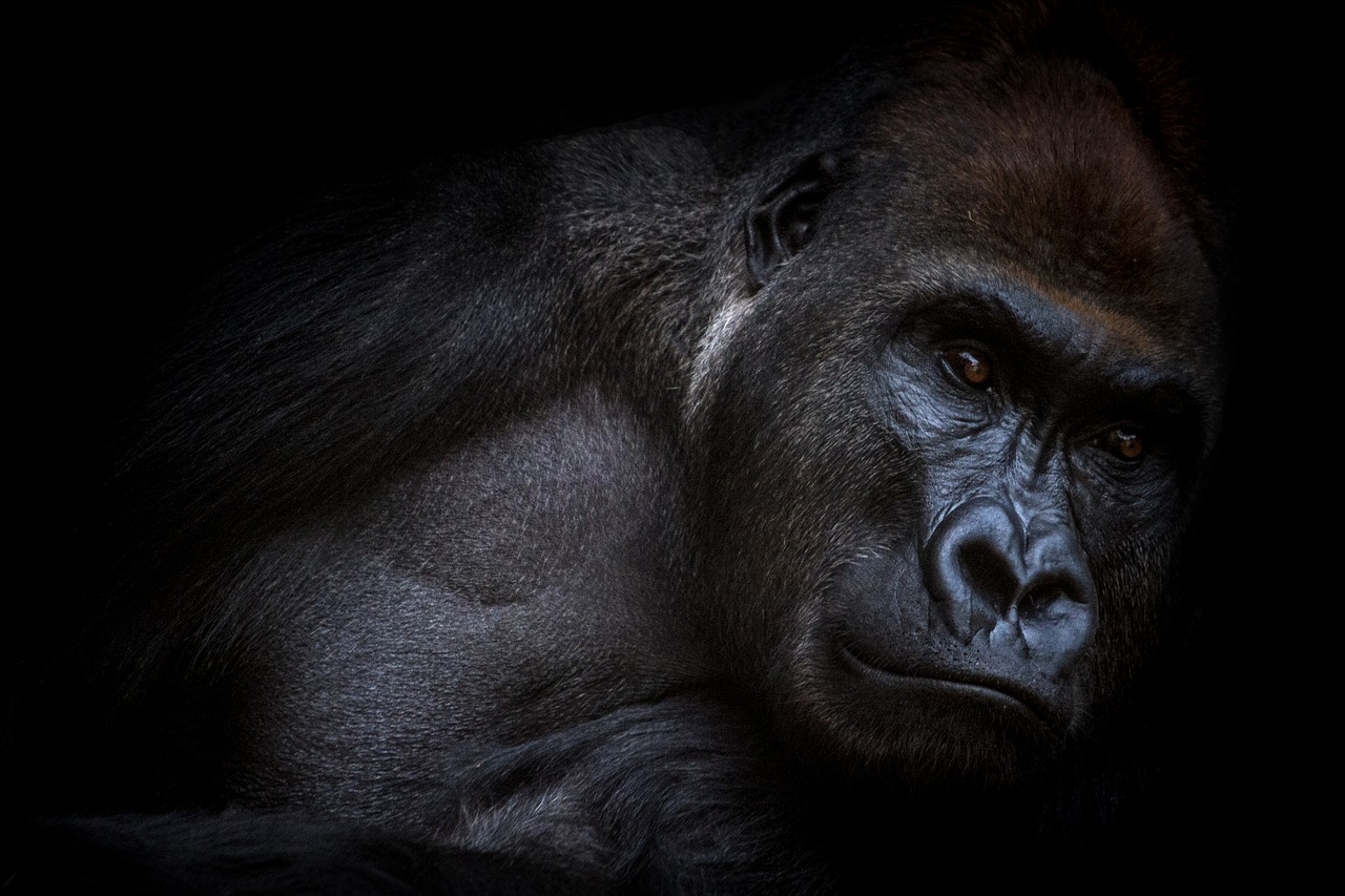 Image - gorilla animals love animals nature