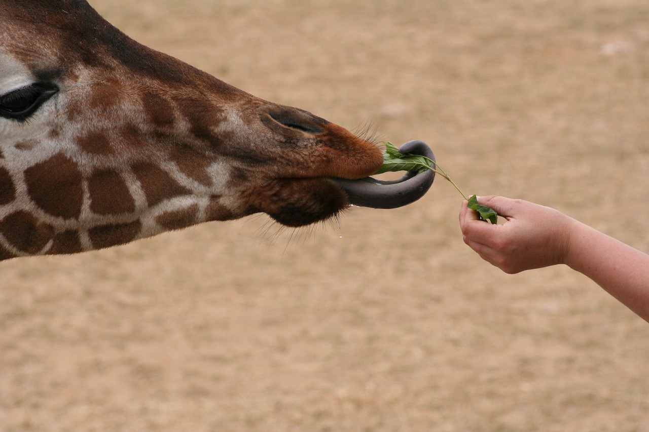 Image - giraffe tong eating animal