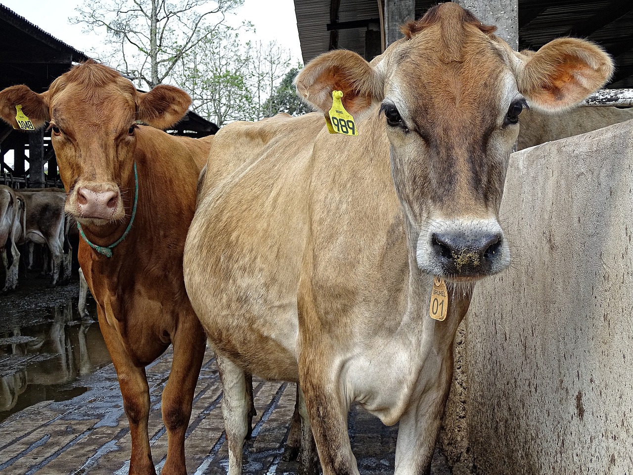 Image - cow jersey milk lactation look