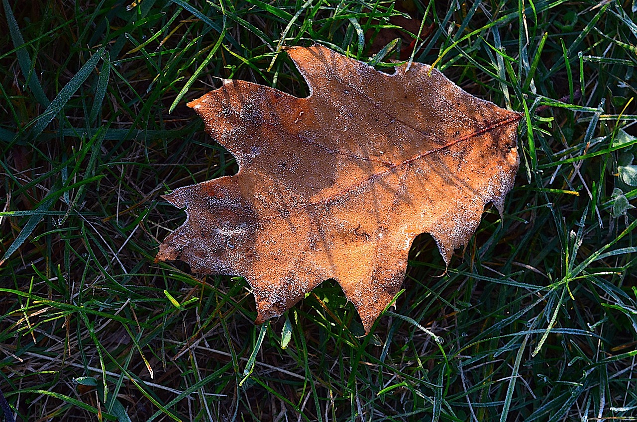 Image - leaf sunlight frost morning nature