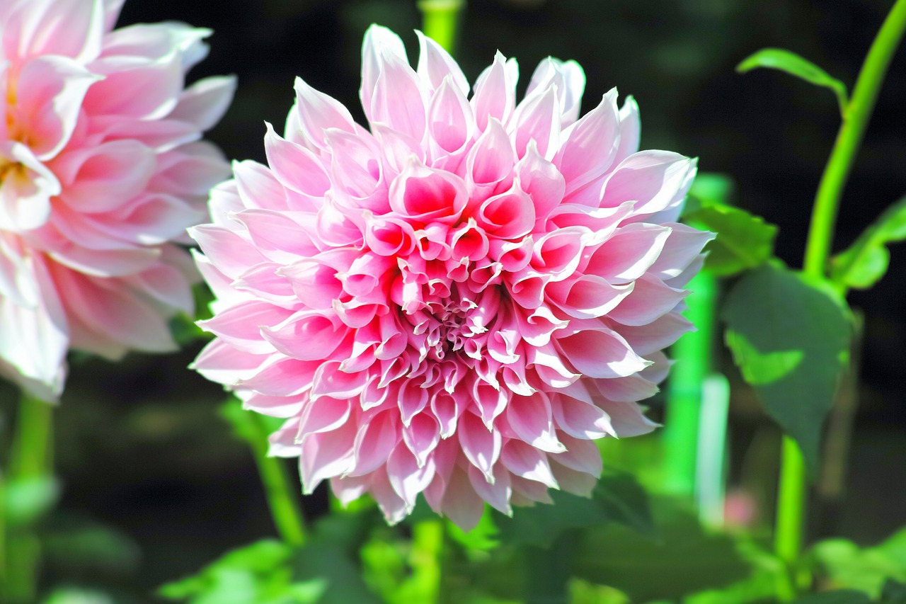 Image - autumn flowers dahlia japan pink