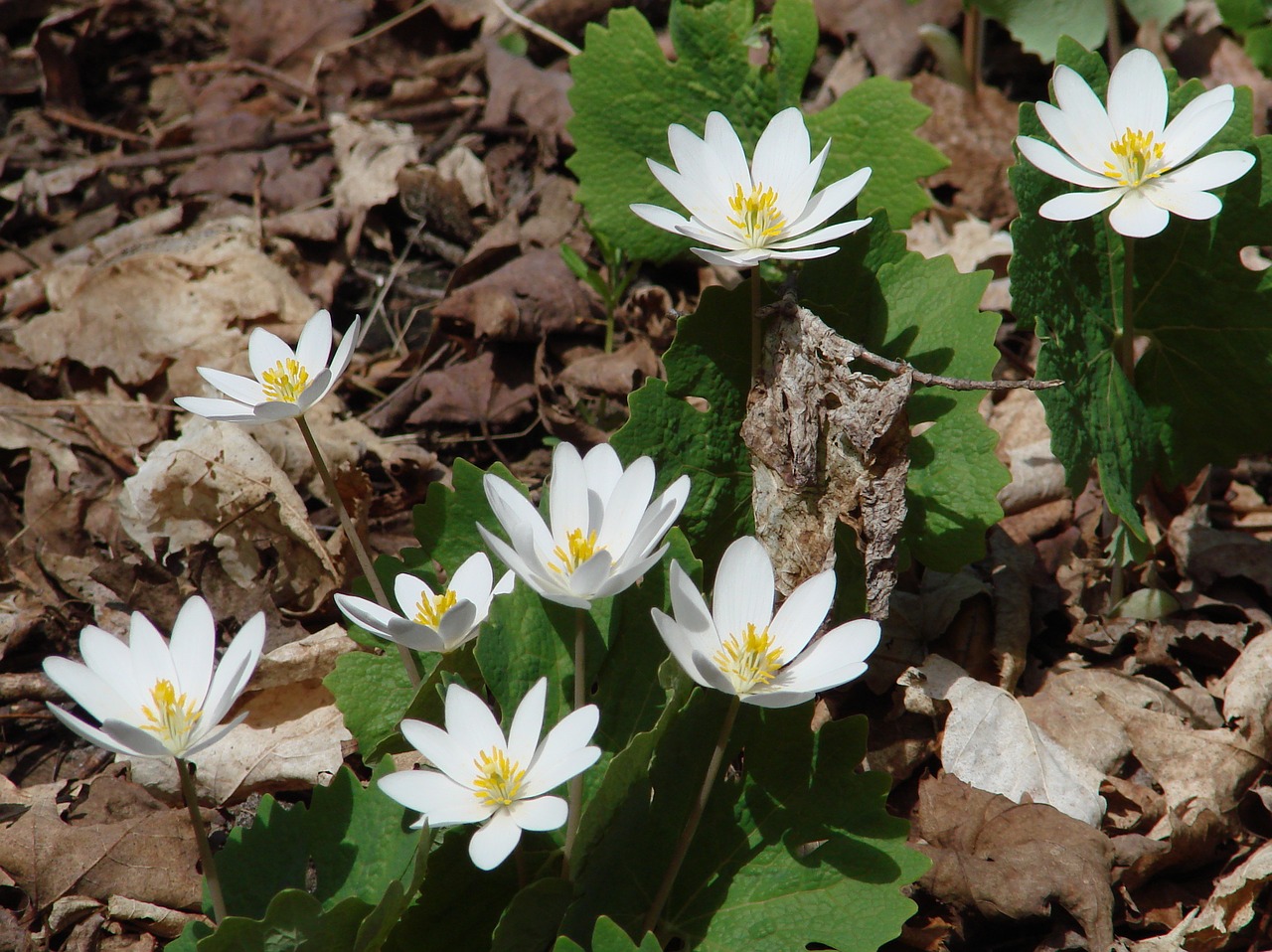 Image - sanguinarea canadensis bloodroot