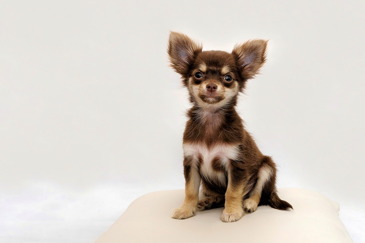 Image - chihuahua small dog dog chiwawa