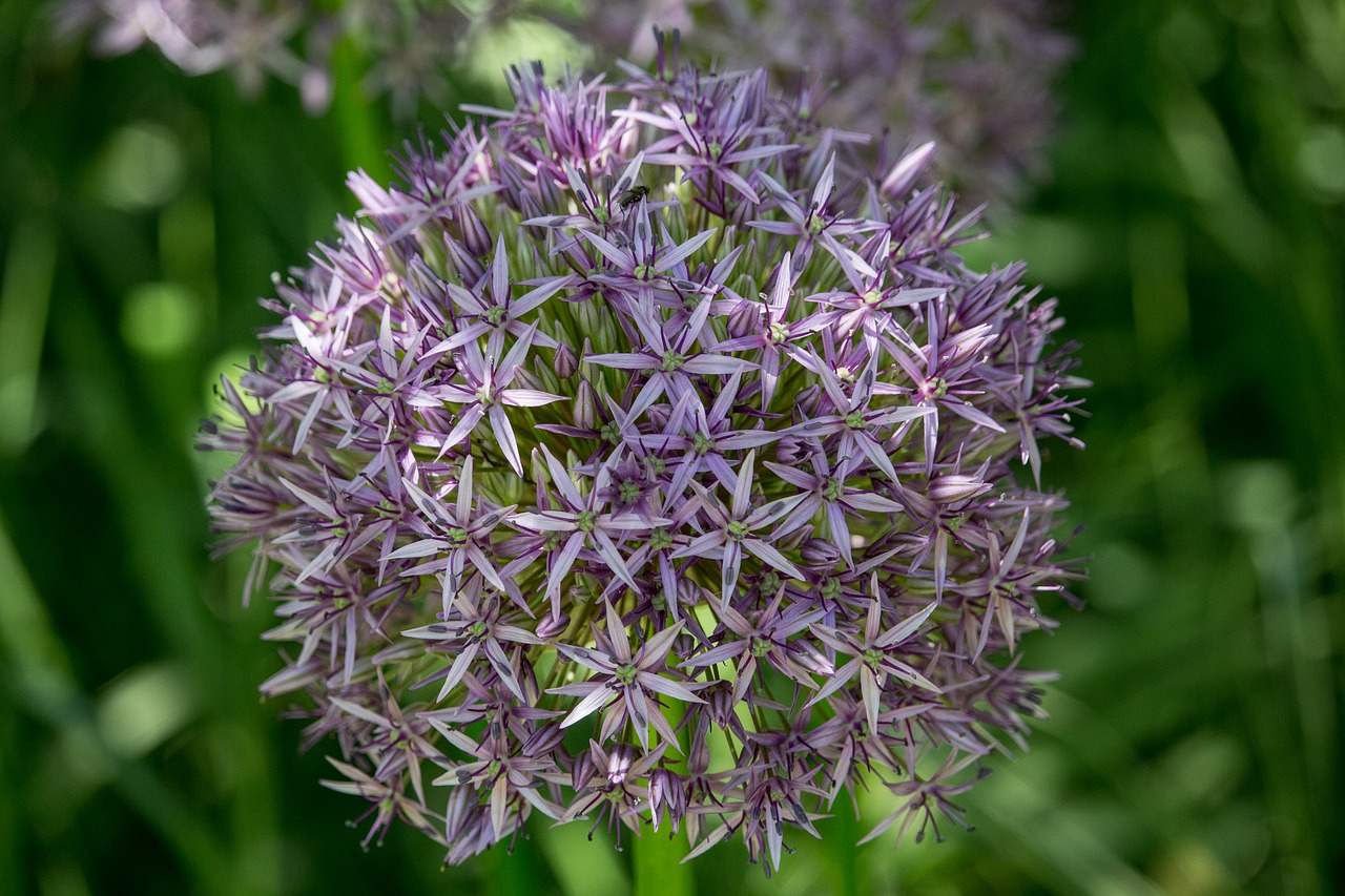 Image - ornamental onion purple blossomed