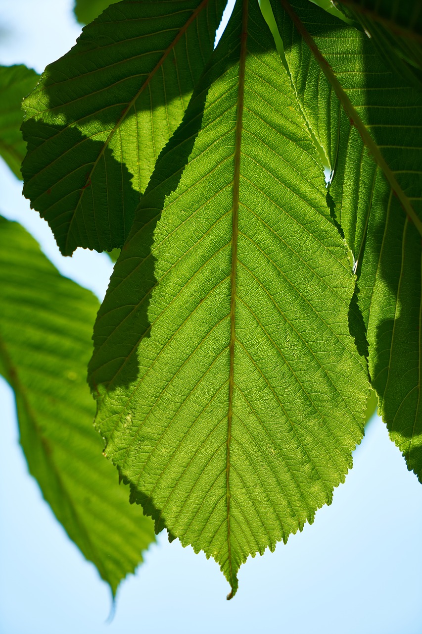 Image - green leaves macro nature plant