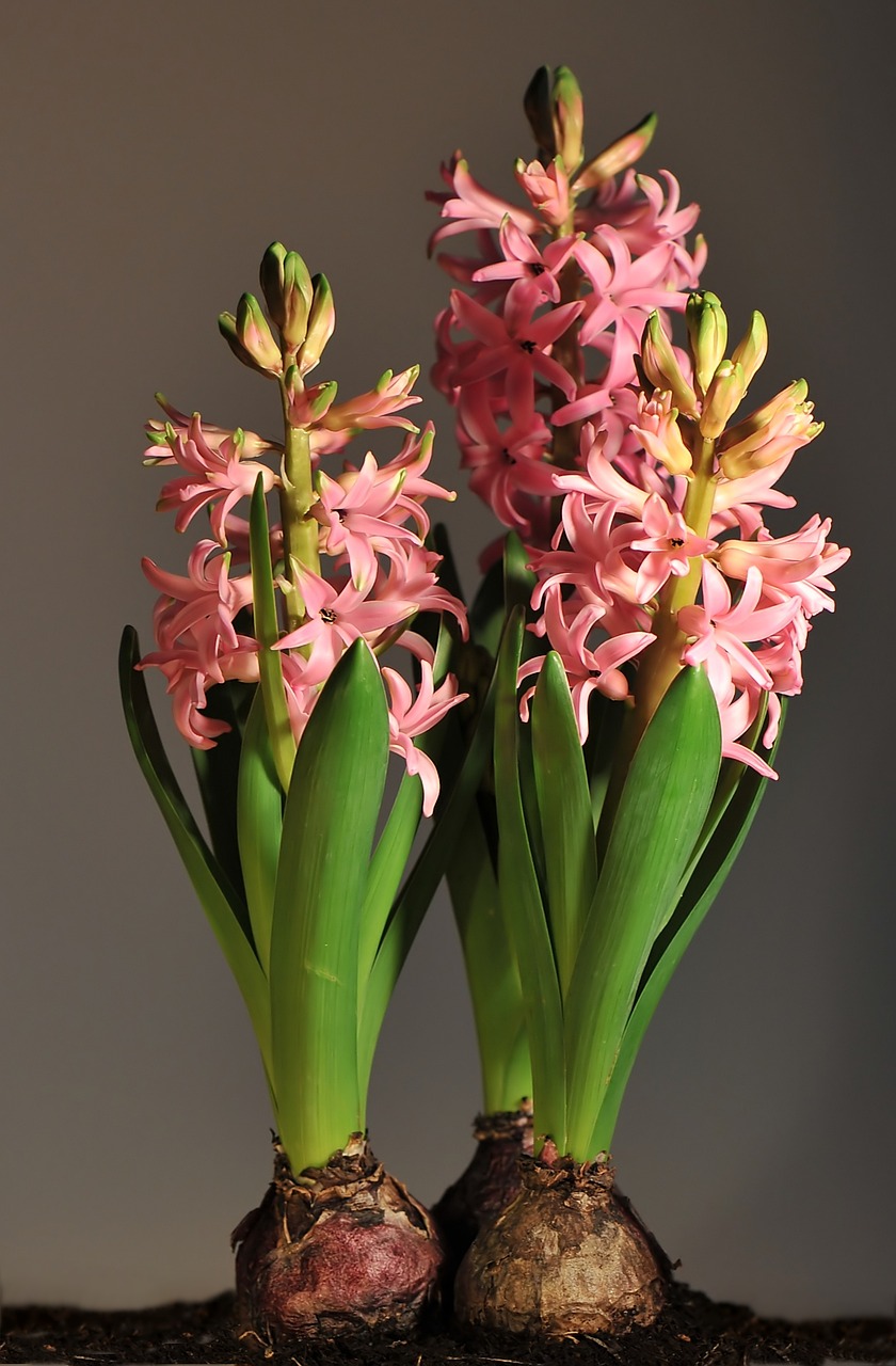 Image - hyacinth pink onion flowers