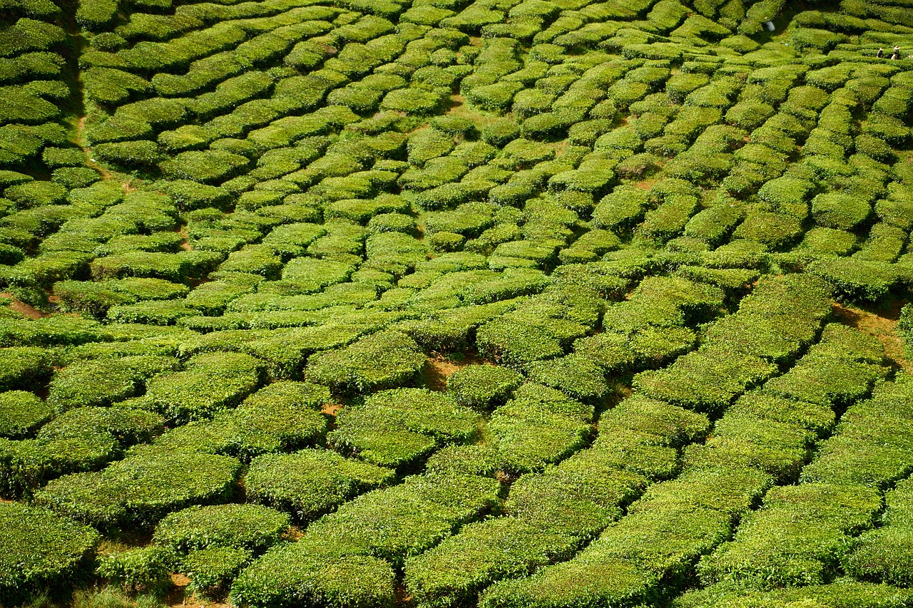 Image - green the tea plantations field