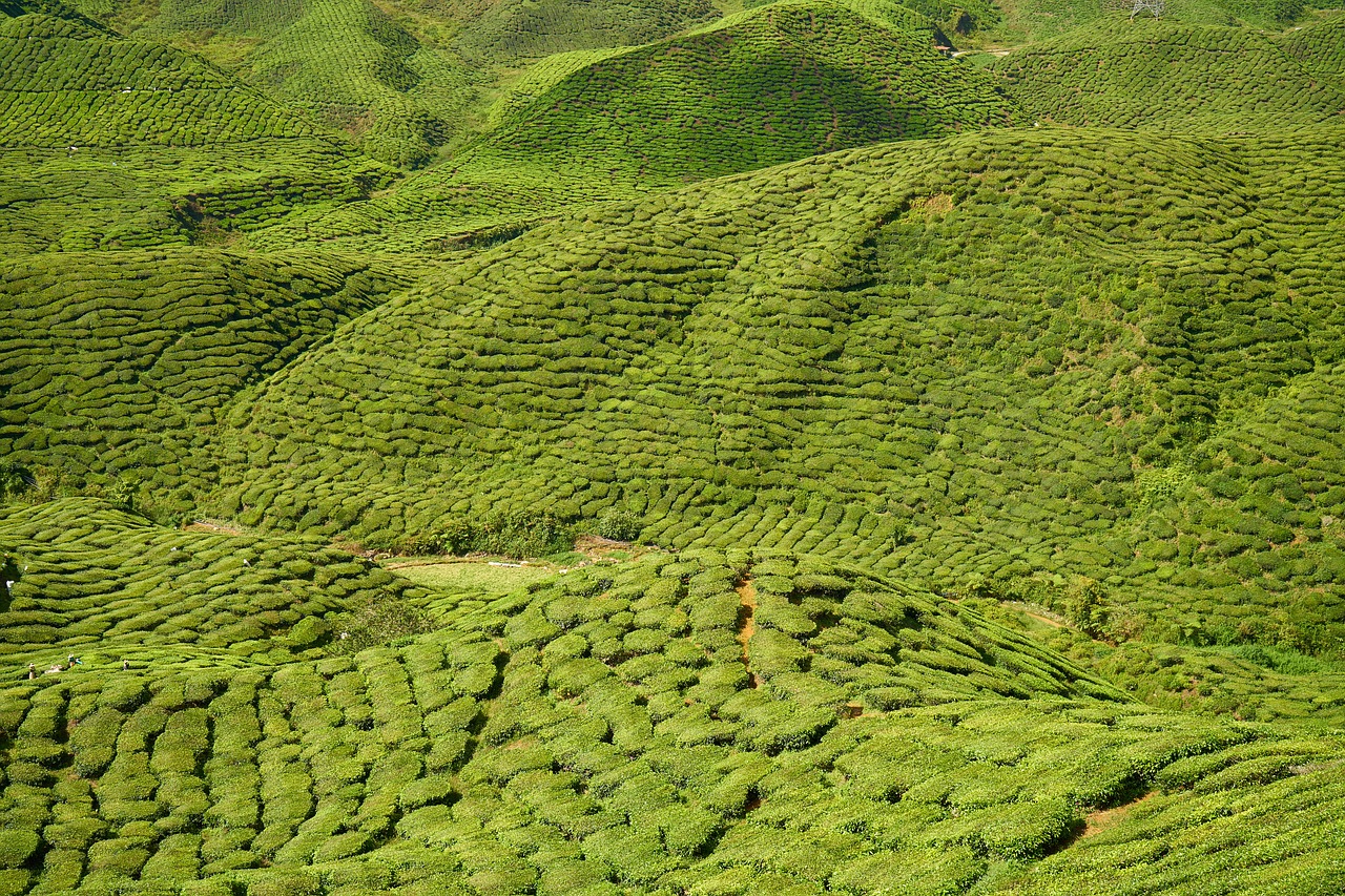 Image - green the tea plantations field