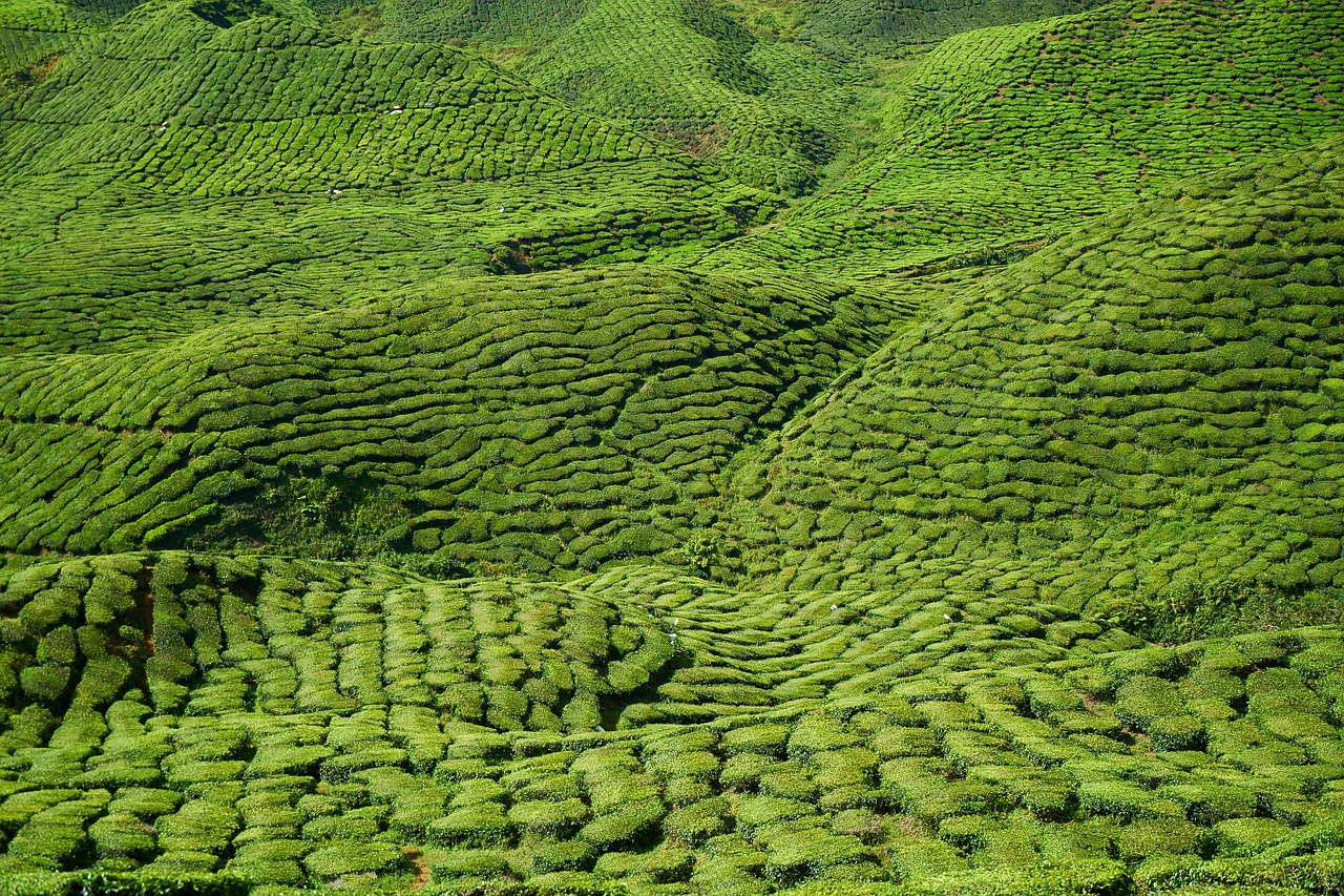 Image - tea garden field green landscape