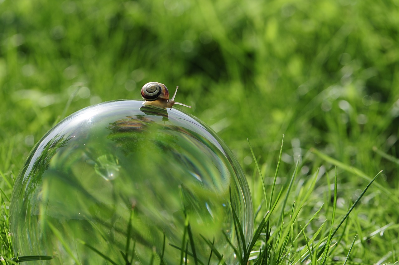 Image - snail glass ball nature globe image