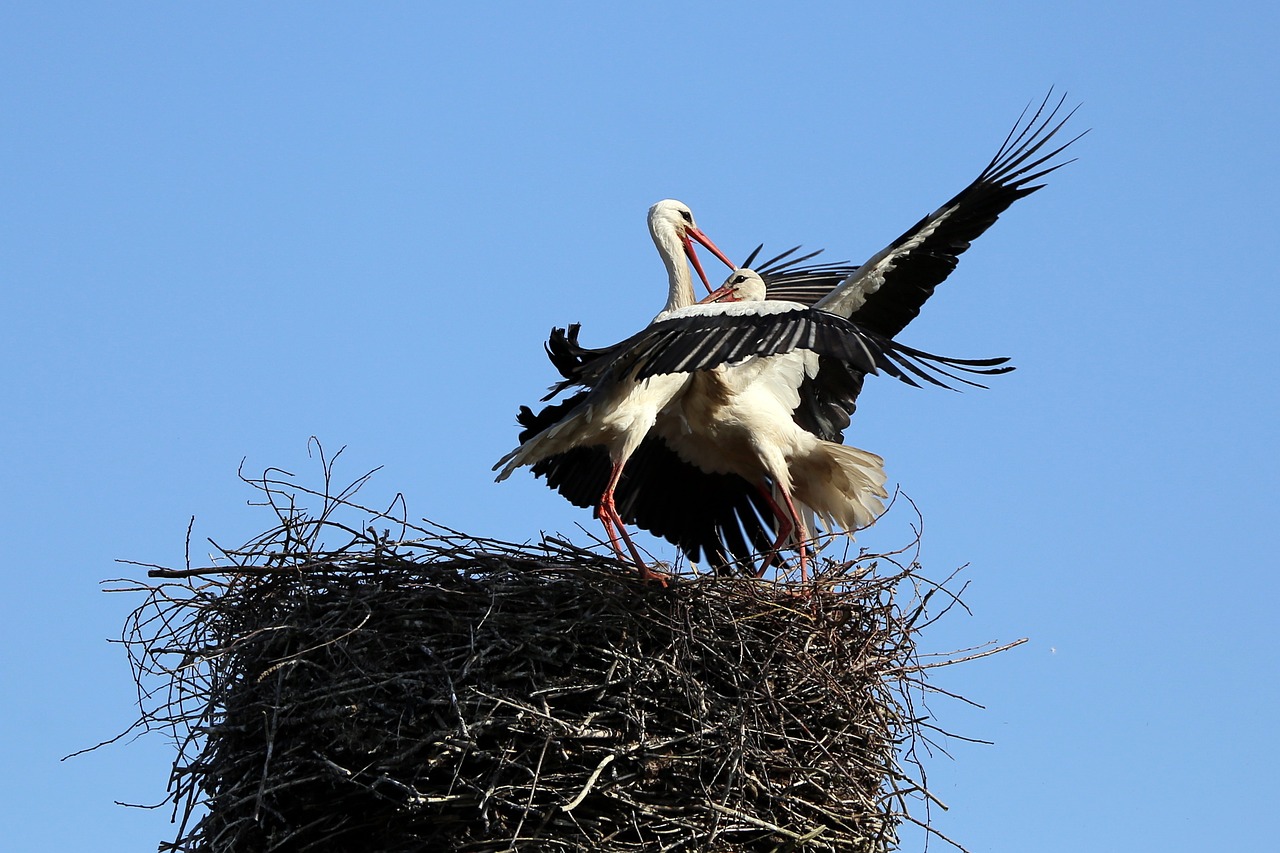 Image - stork bird the battle for the nest