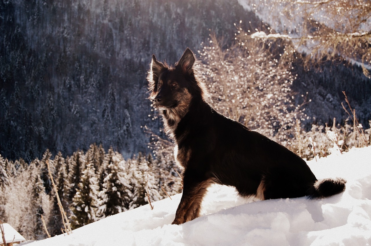 Image - dog black dog snow mountain