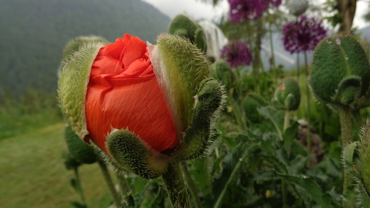 Image - poppy oriental red garden