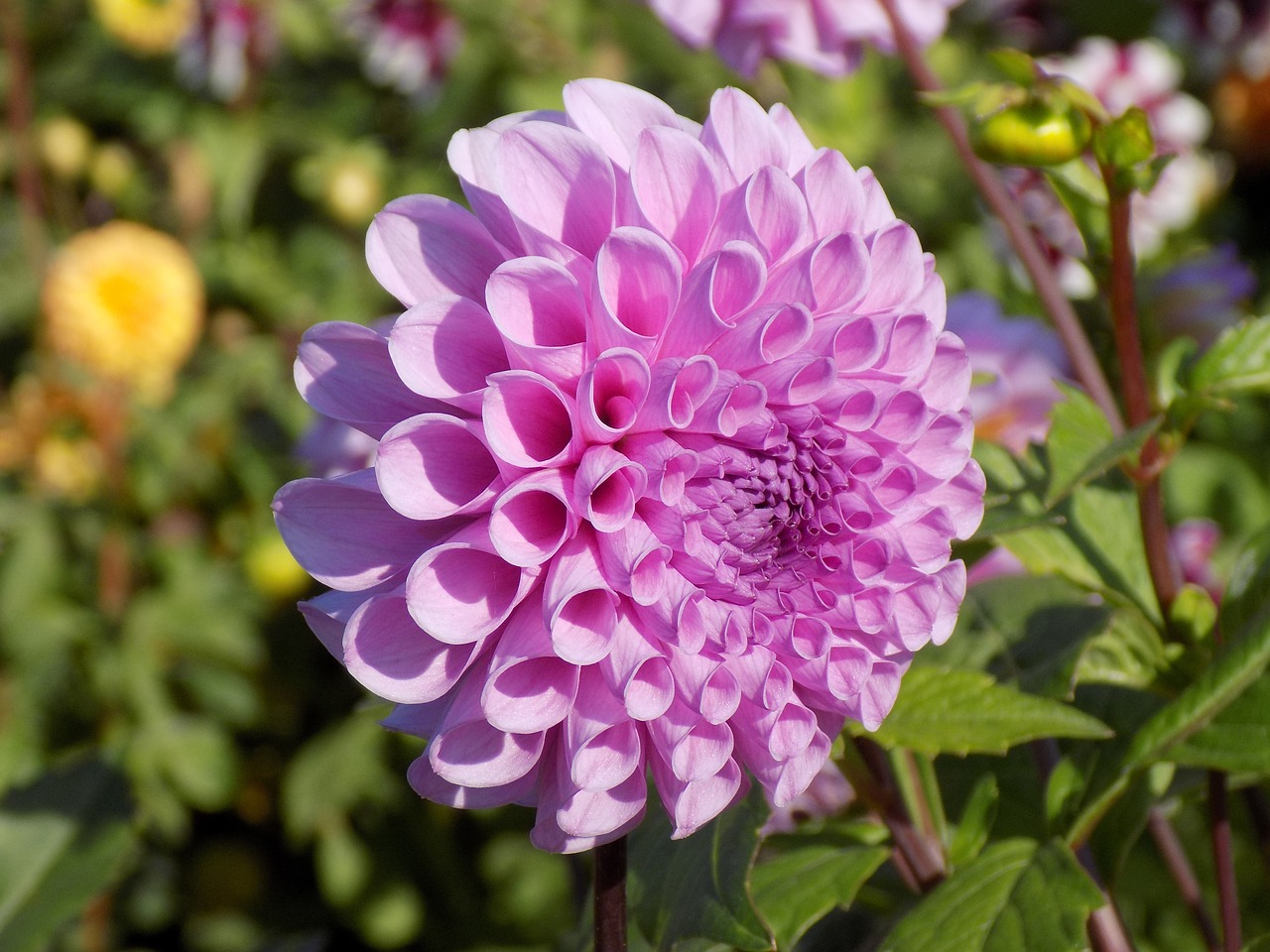 Image - dahlia flower botanical garden