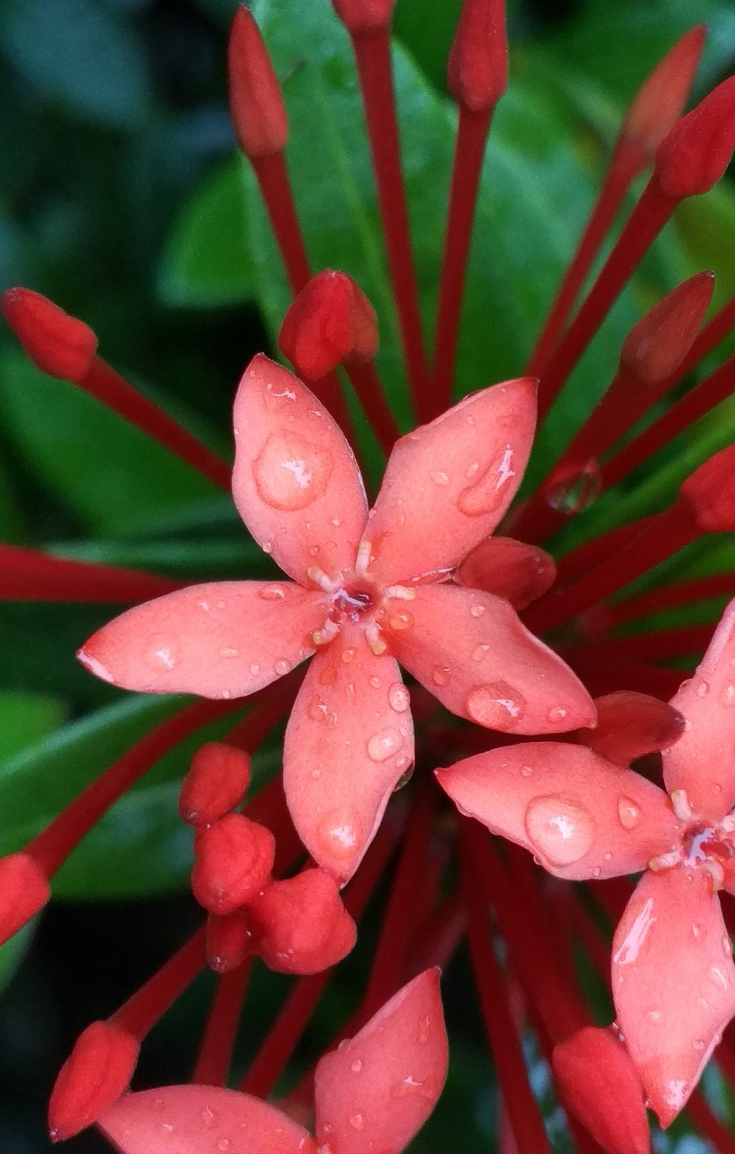 Image - flowers red blossom after rain