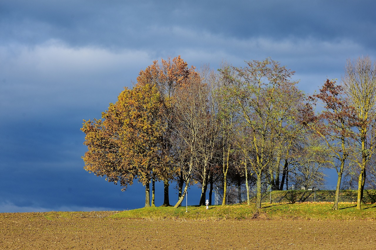 Image - landscape tree sunlight nature sky