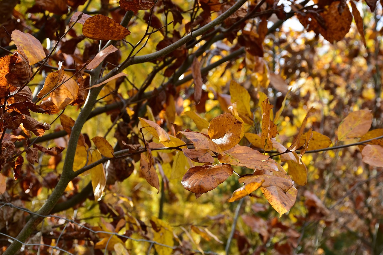 Image - leaves deciduous tree autumn forest