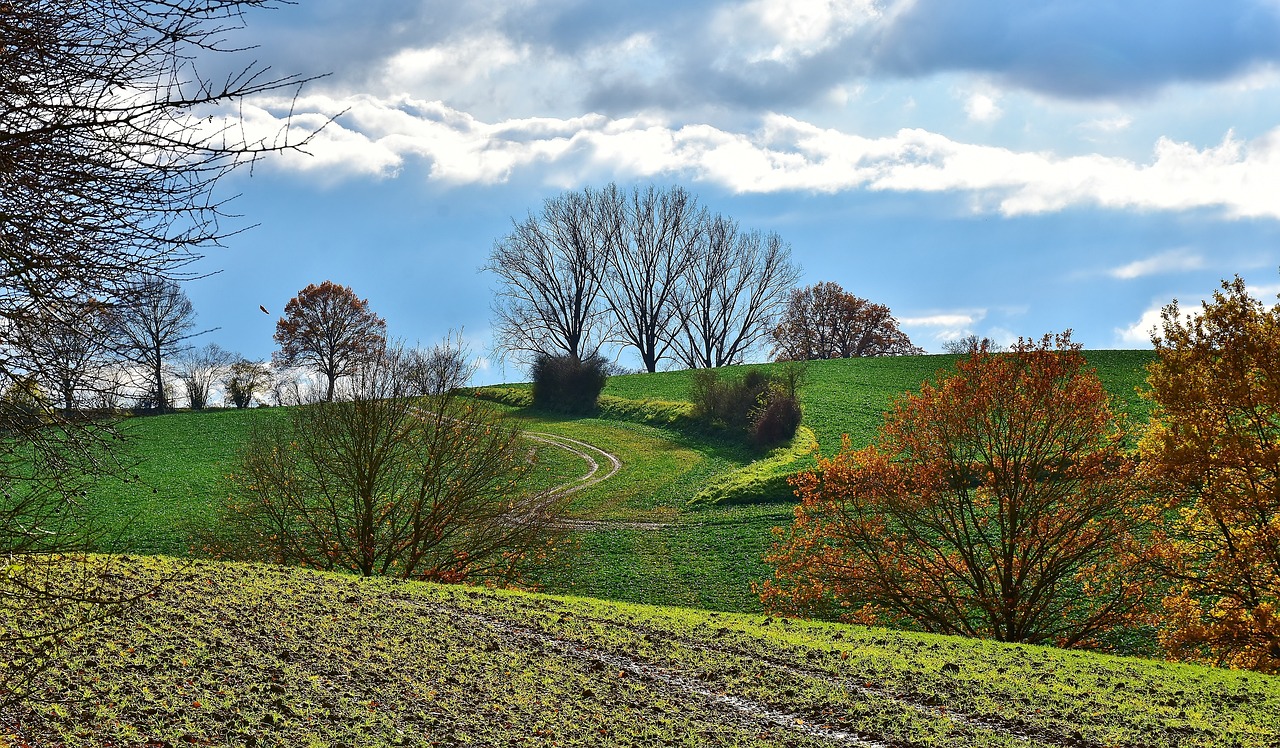 Image - landscape tree sunlight nature sky