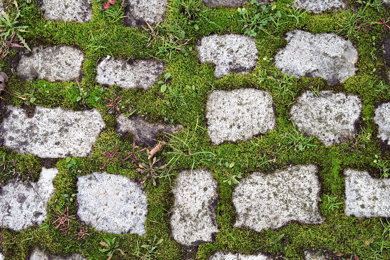 Image - pavers pavement moss green old