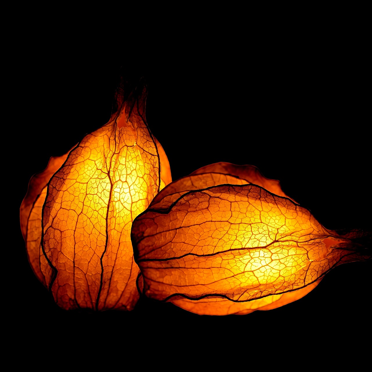 Image - physalis fruit bright deco