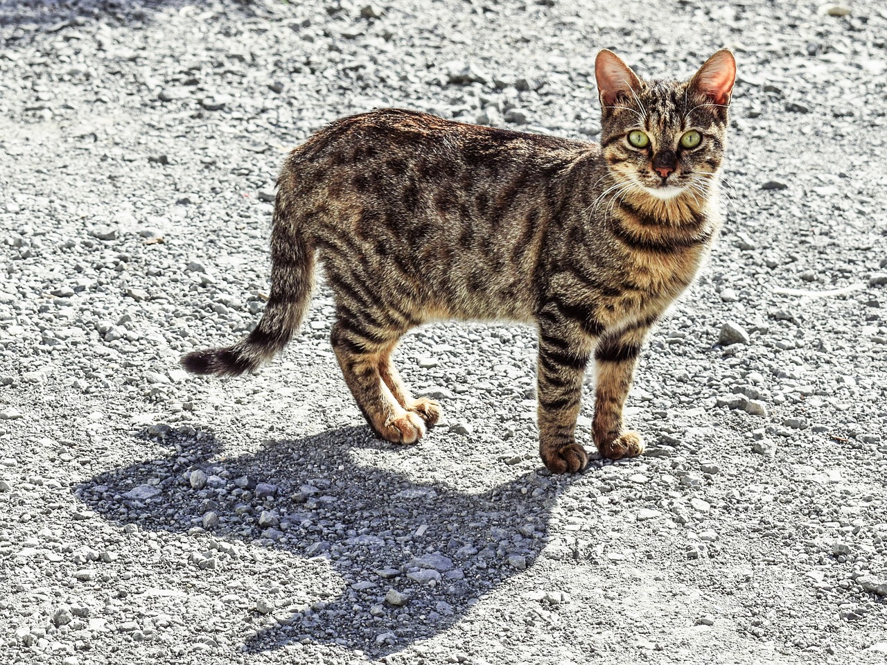 Image - cat stray tabby animal looking