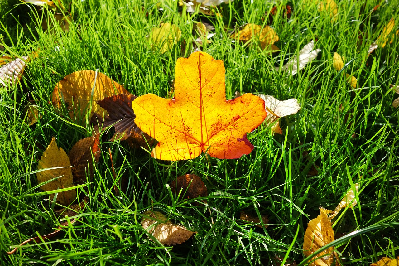 Image - leaf autumn leaf grass fallen leaf