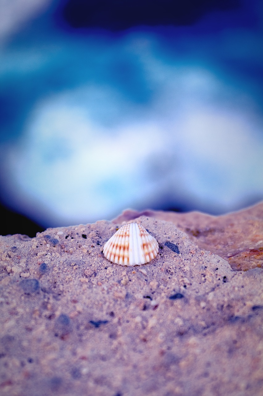 Image - shell sea water blue sand stone