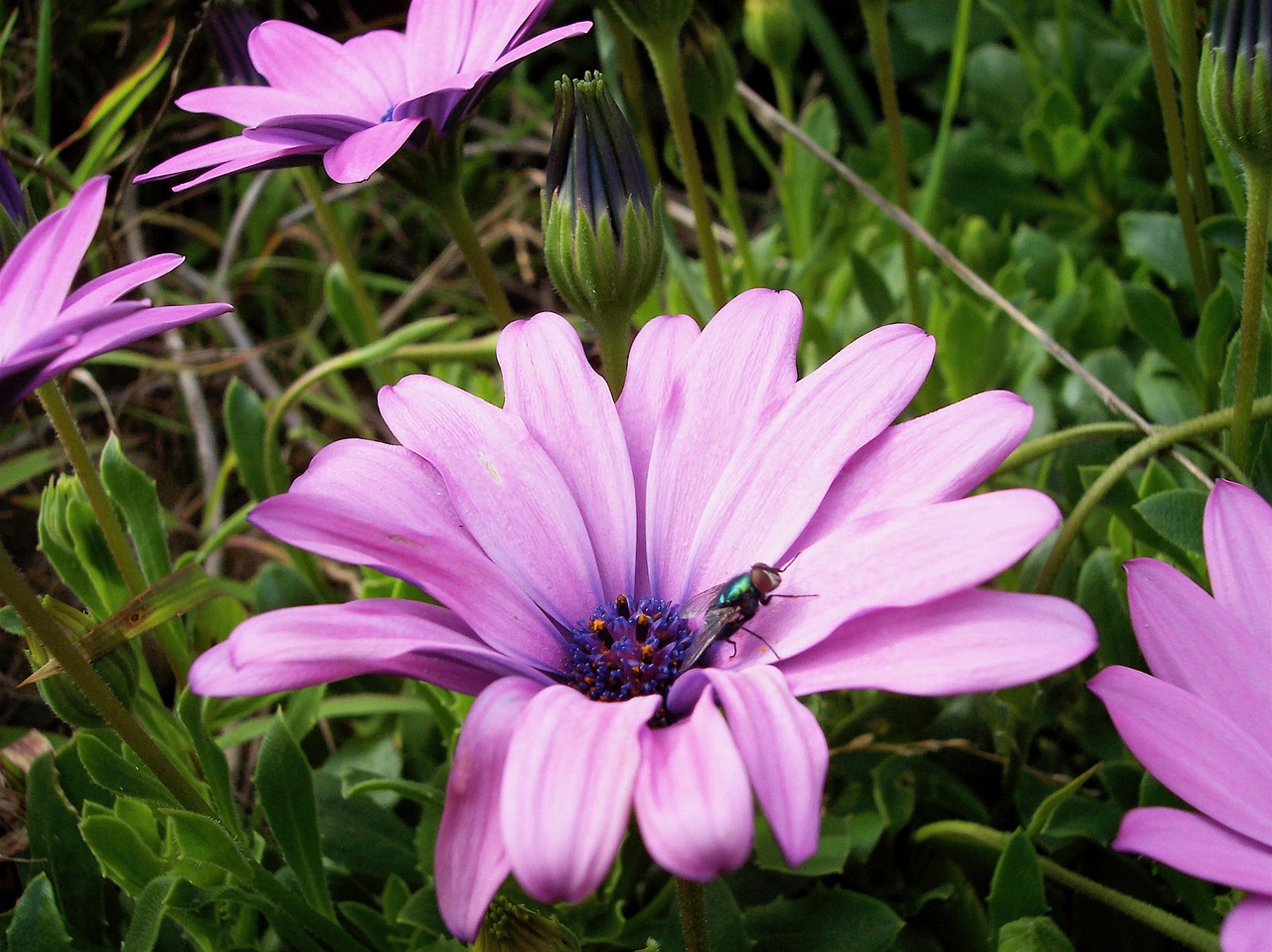 Image - flower fly sunny