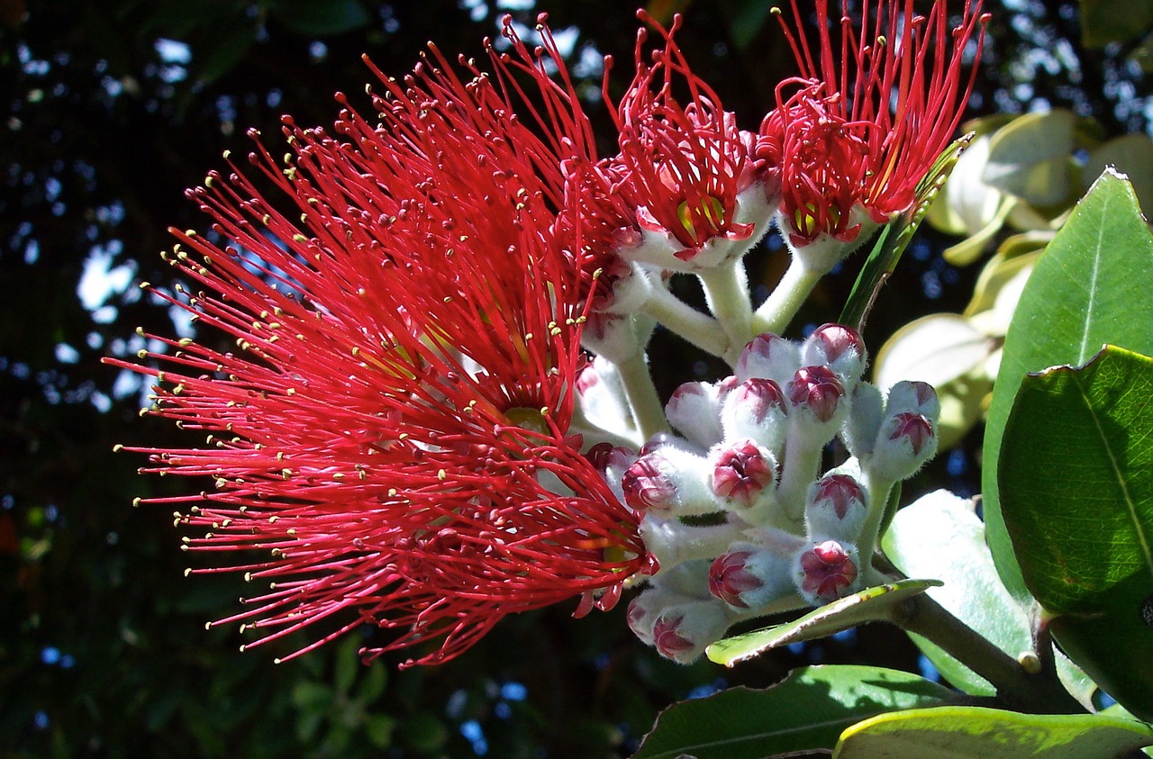 Image - flower christmas new zealand