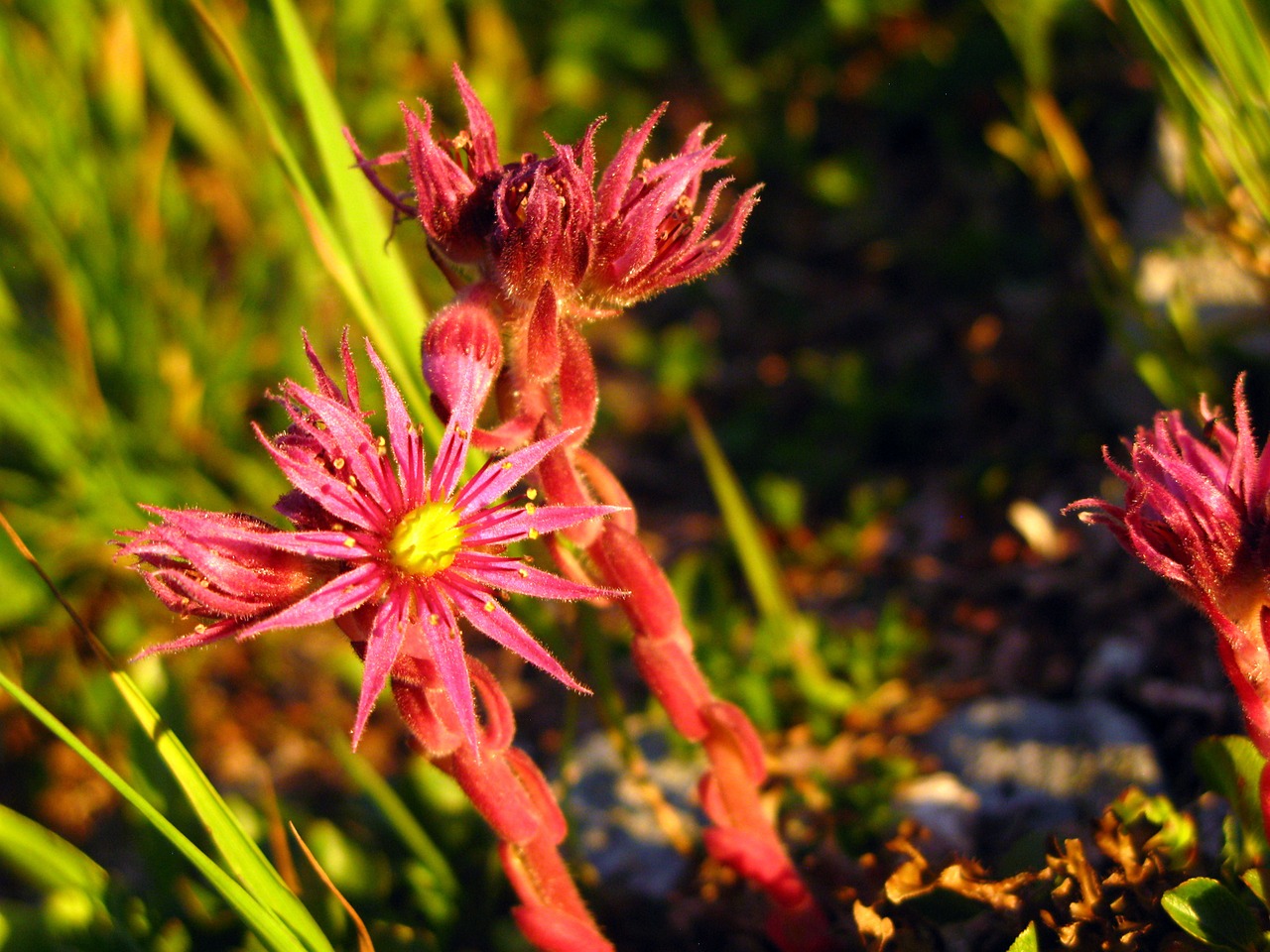 Image - alps flower mountain purple light