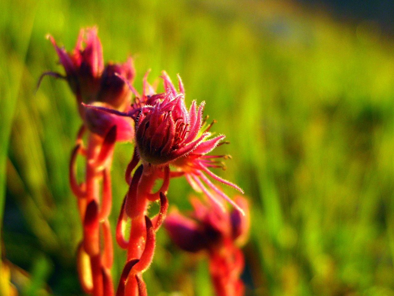 Image - alps flower mountain purple light