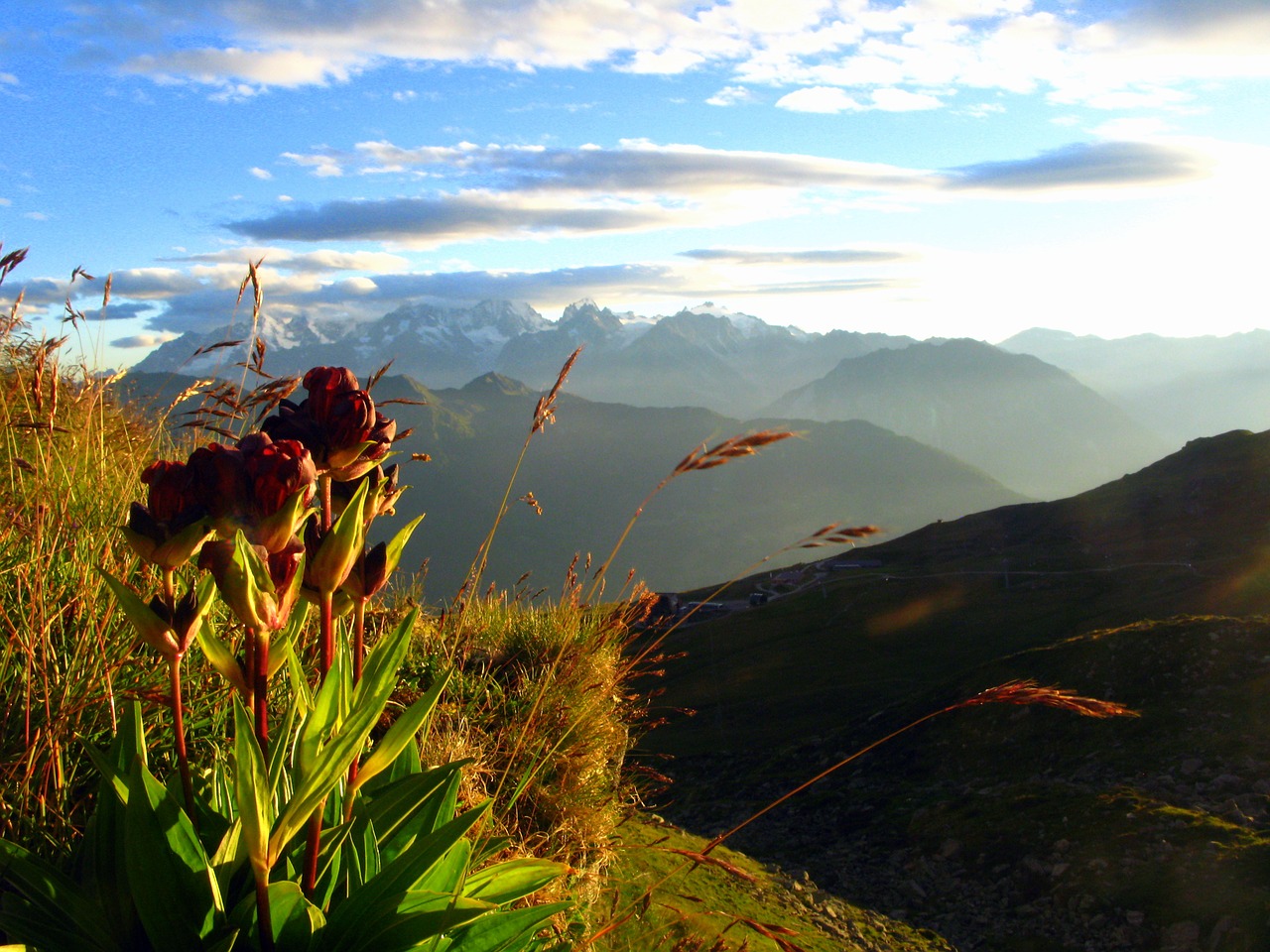 Image - alps flower mountain ski light