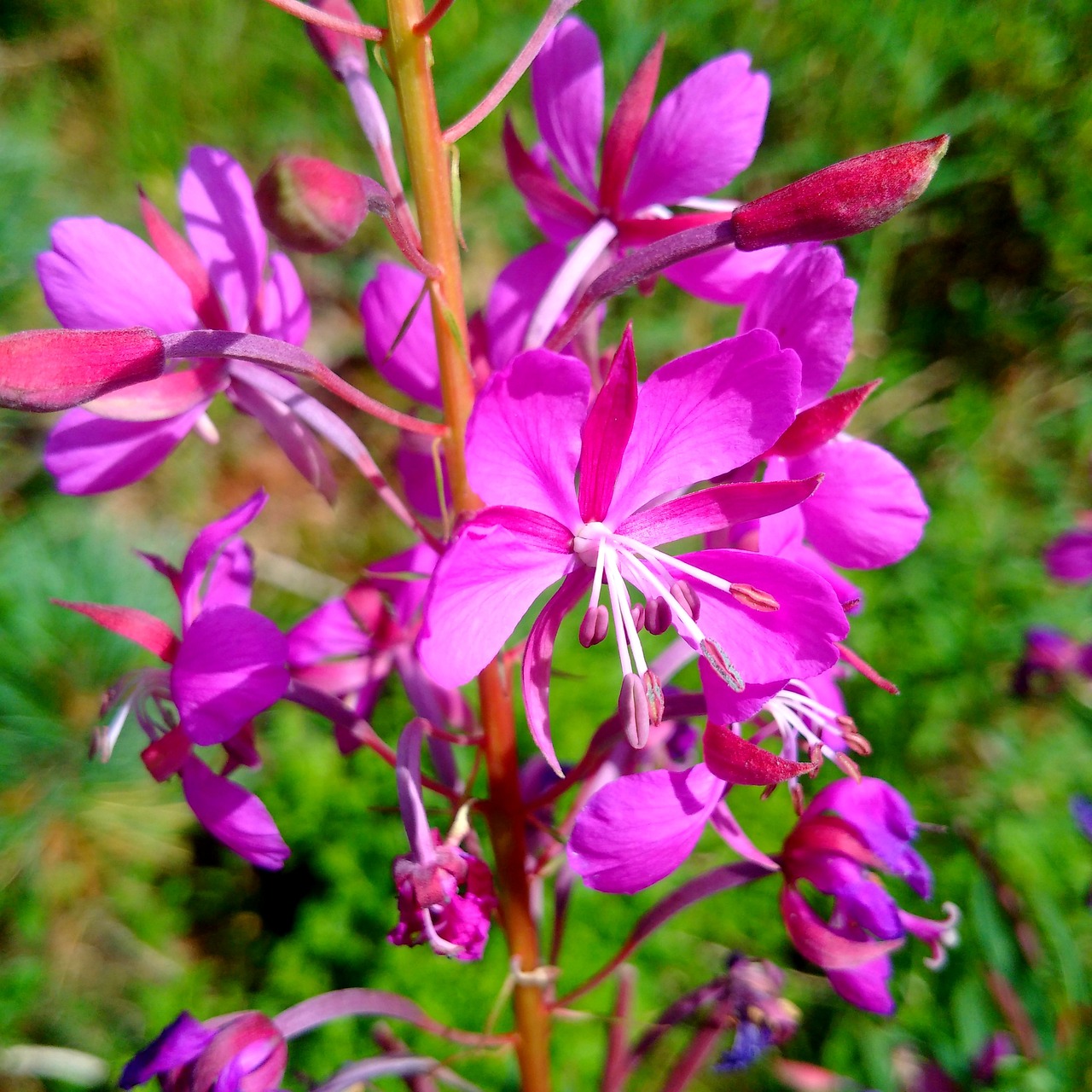 Image - alps flower mountain pink light