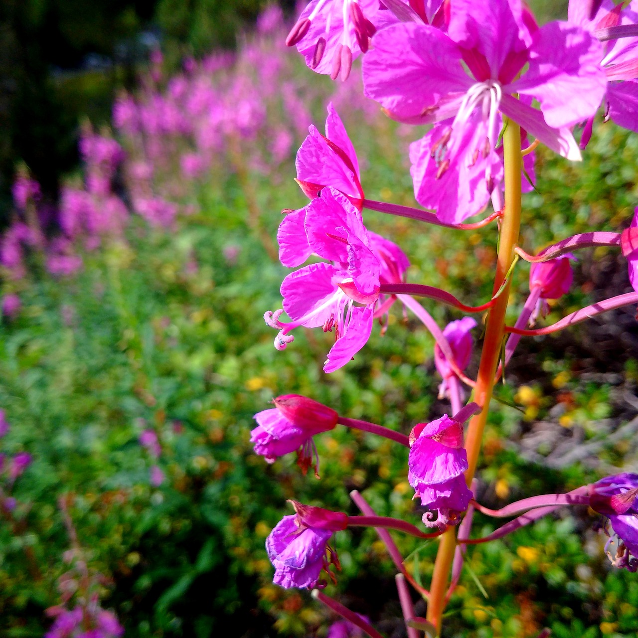 Image - alps flower mountain pink light